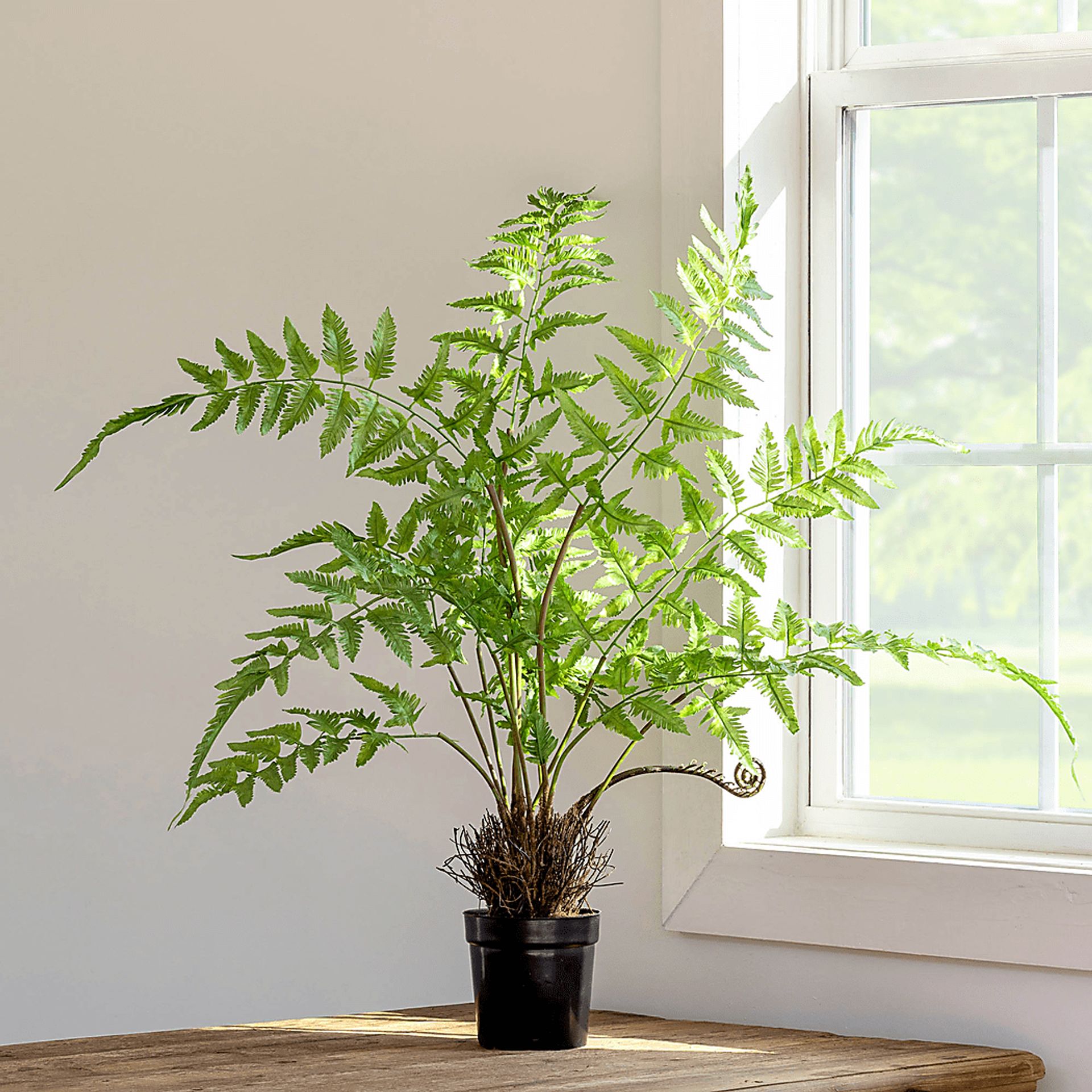 Klundt Green Fern Tree - Image 2
