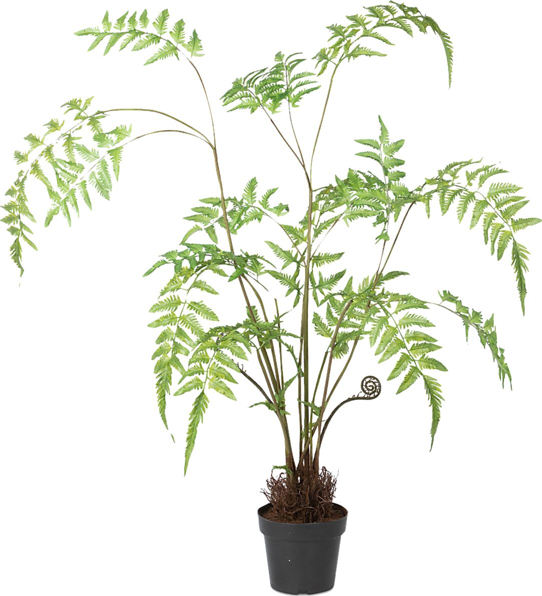 Klundt Green Fern Tree