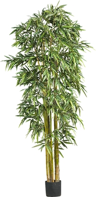 Kodha Green Bamboo Silk Tree