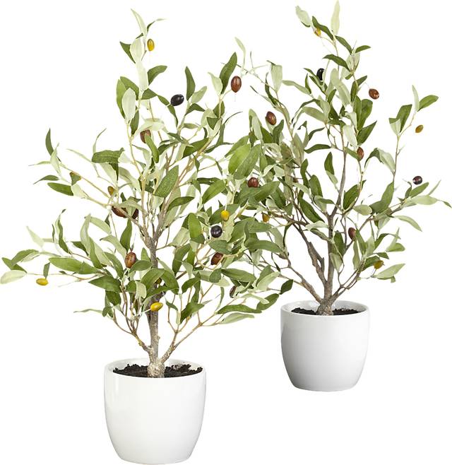 Kyden Green Olive Set of 2 Silk Tree - Thumbnail - Image 1