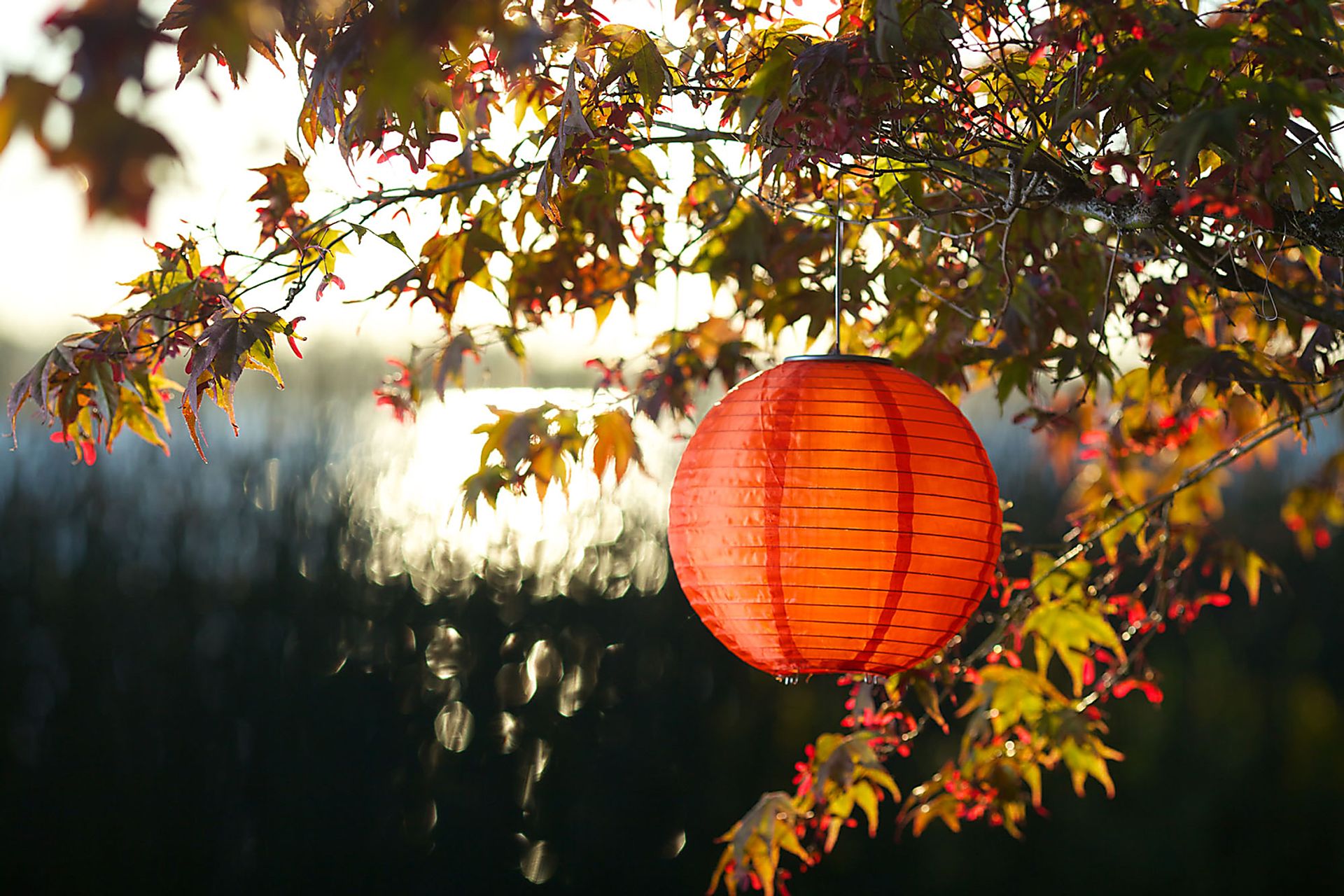 Lita Orange Outdoor Solar Lantern - Image 4