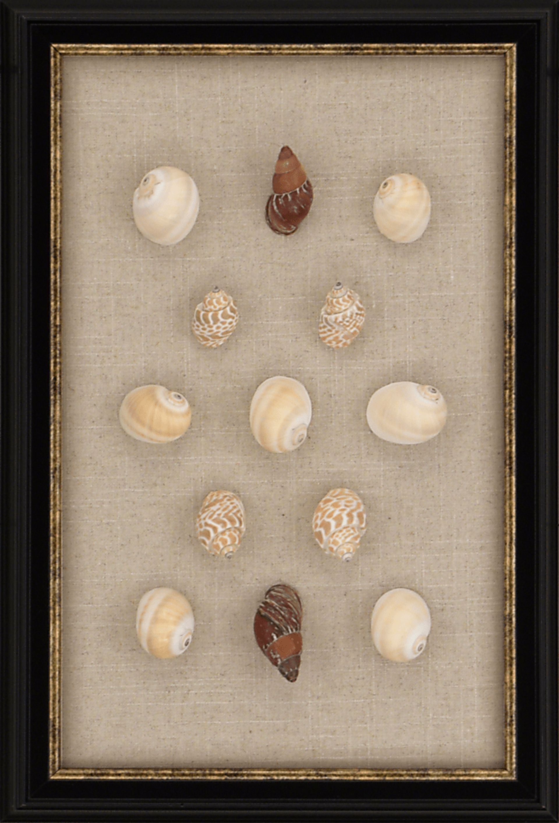 Lua Shell Beige Artwork - Image 1