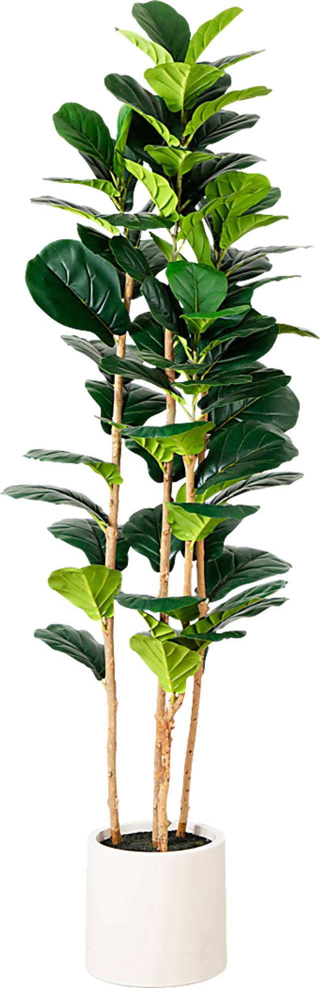 Mallberry III Green Silk Plant - Thumbnail - Image 1