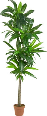Mayah Dracaena Green Silk Tree