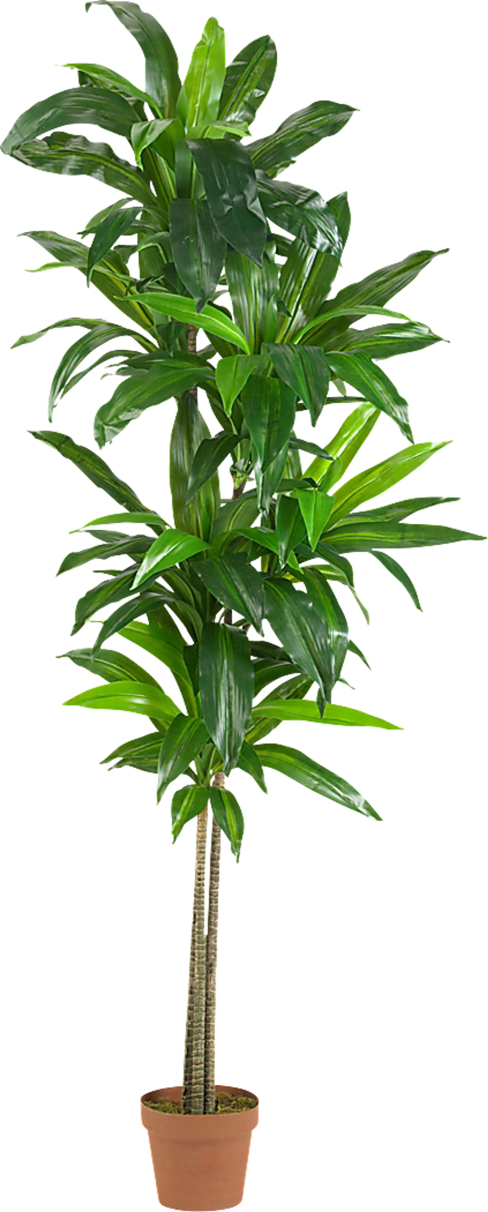 Mayah Dracaena Green Silk Tree - Image 1
