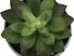 Mitscher Green Artificial Succulent Plant, Set of 3