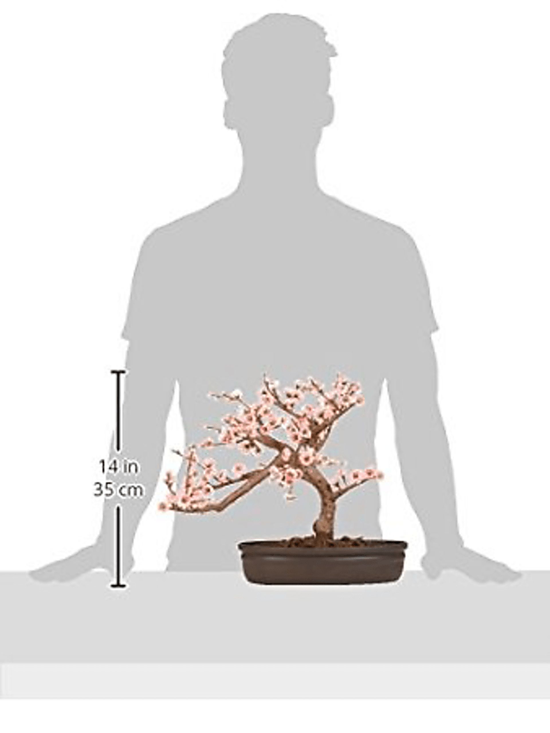 Miyah Pink Cherry Blossom Silk Tree - Image 4