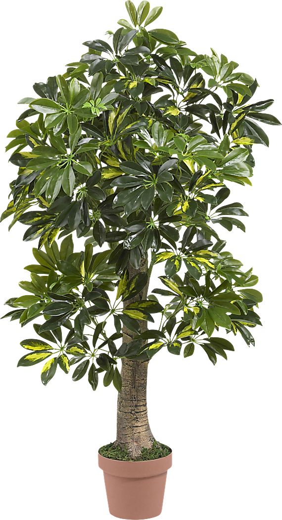 Monta Green Schefflera Silk Tree