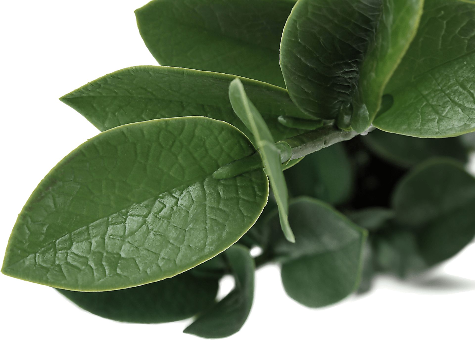 Neotropical Green Artificial ZZ Plant - Image 4
