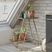 Niangua Gold Indoor/Outdoor Plant Stand