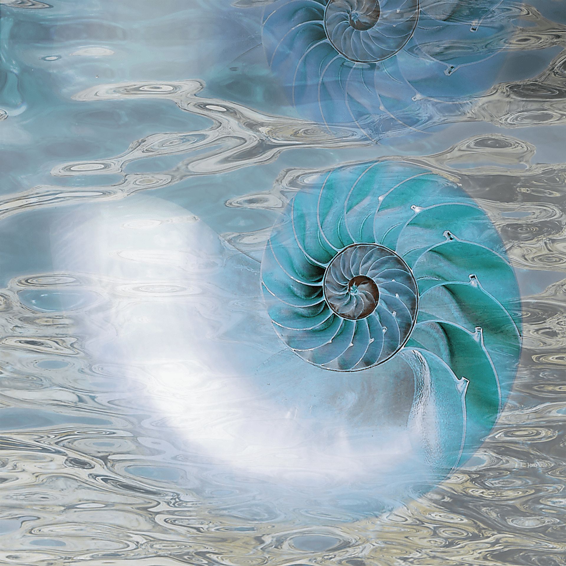 Nightlight Shell Blue Artwork - Image 1