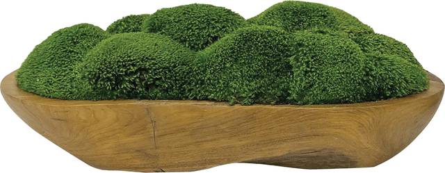 Niris Brown Decorative Plant - Thumbnail - Image 1