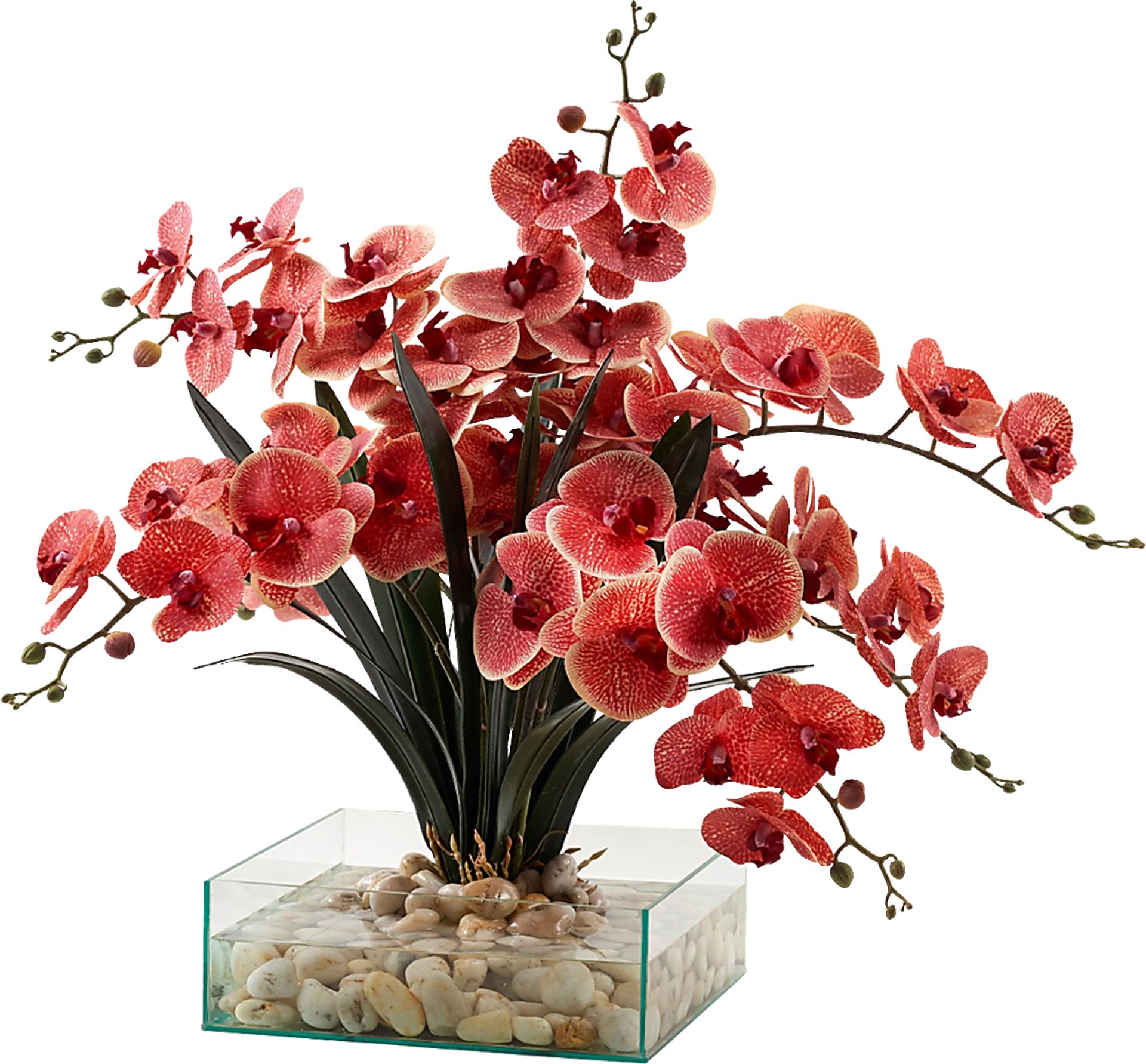 Paquet Red Silk Plant - Image 1