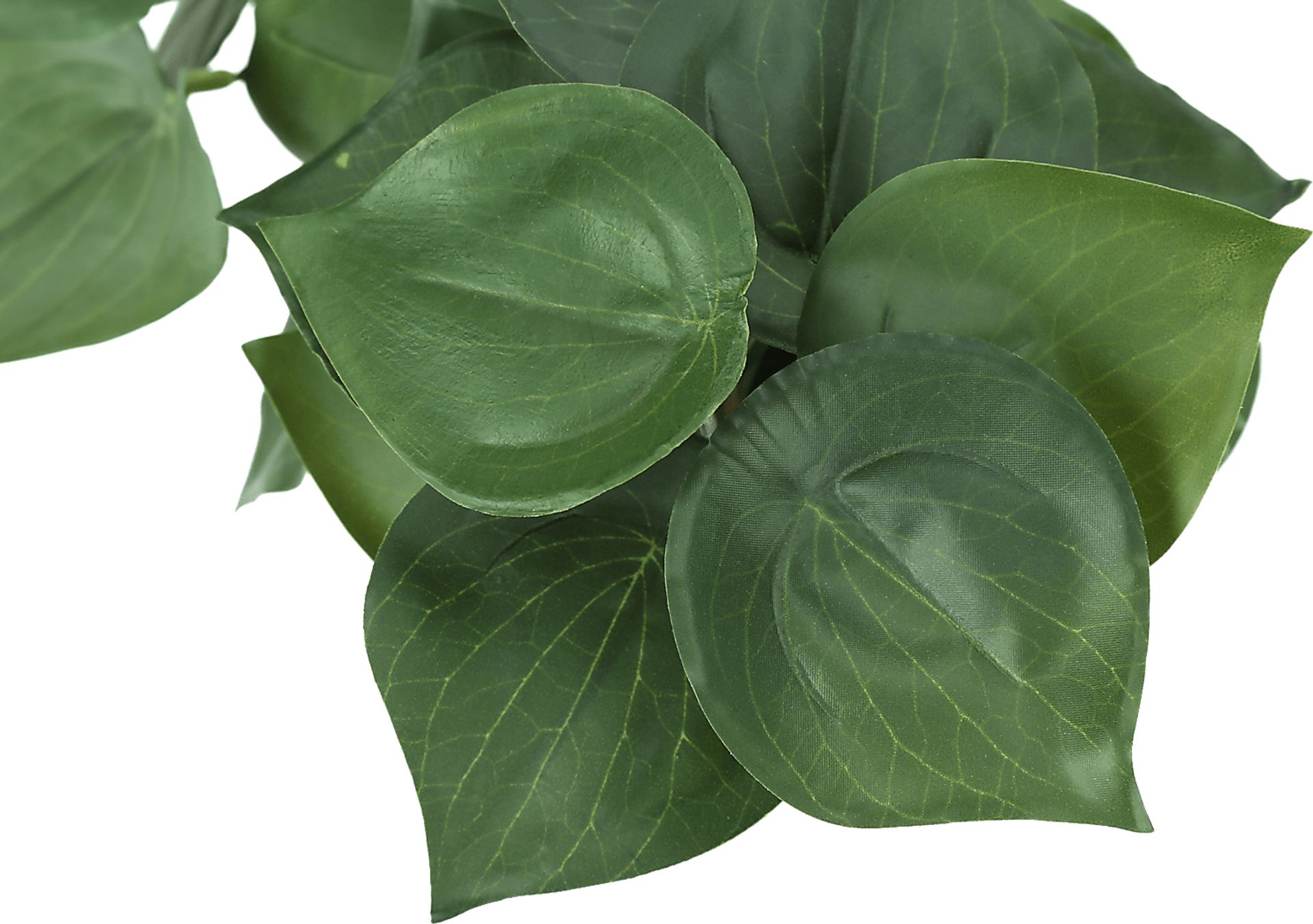 Phillyrea Green Artificial Alocasia Plant, Set of 2 - Image 4