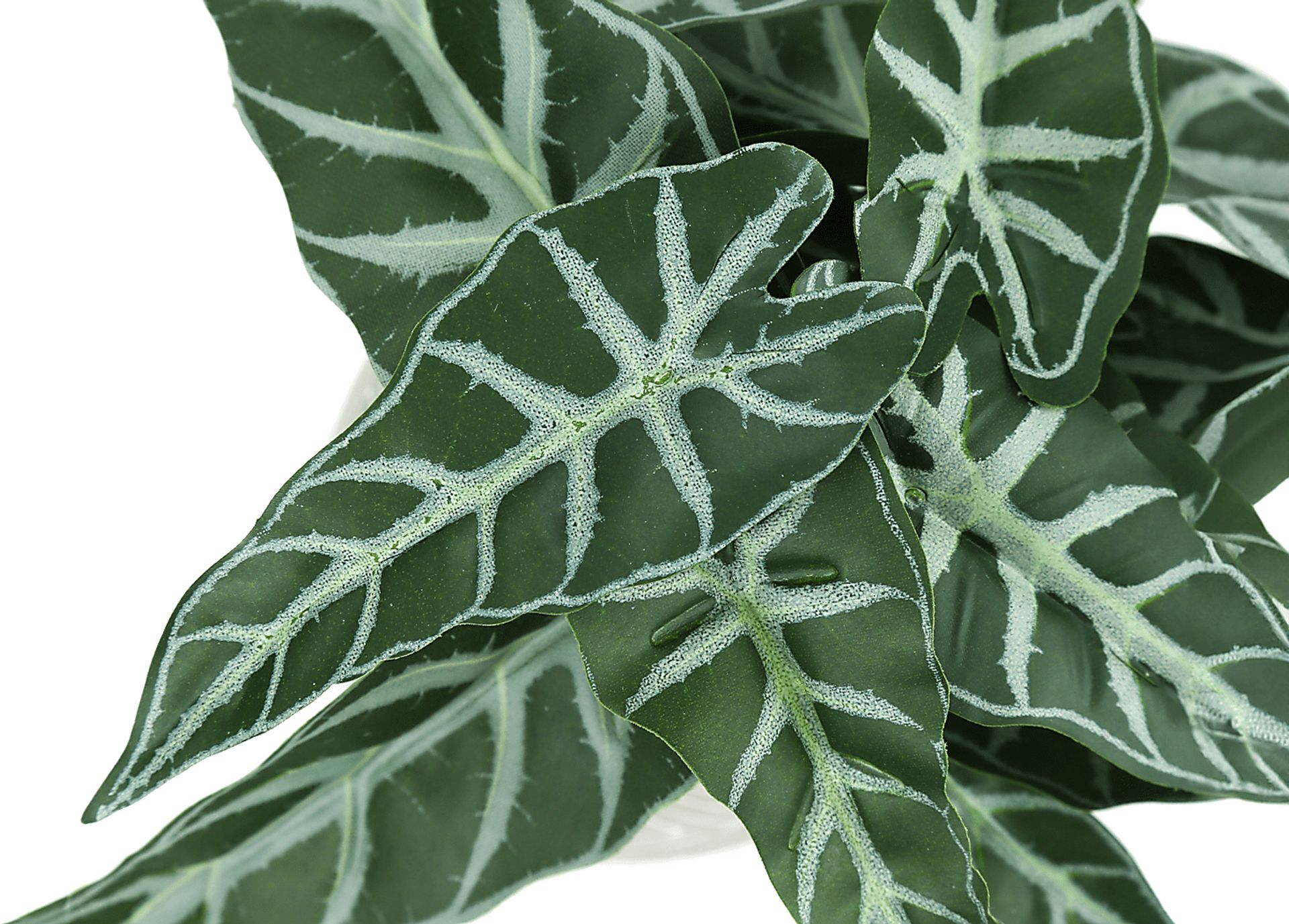 Phillyrea Green Artificial Alocasia Plant, Set of 2 - Image 5
