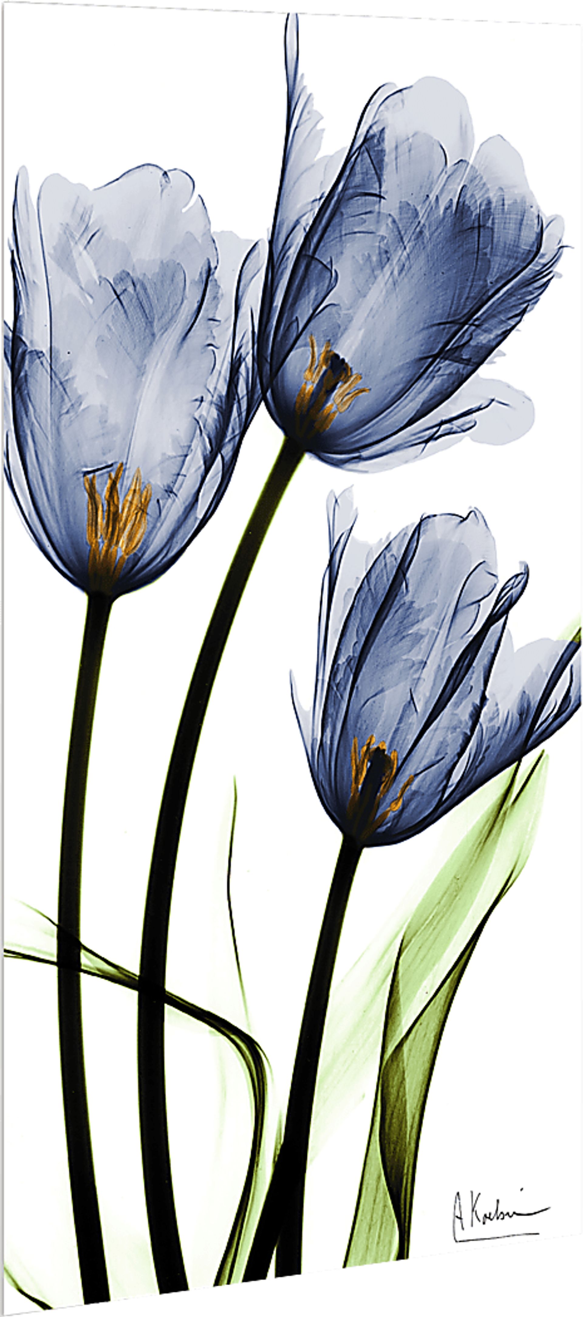 Picuris Blue Artwork - Image 5