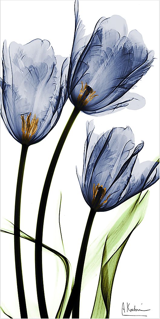 Picuris Blue Artwork