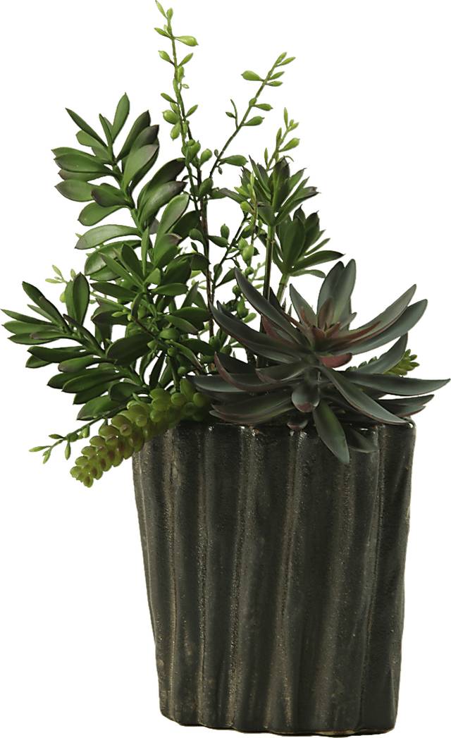 Pirinen Black Silk Plant - Thumbnail - Image 1