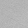Dove Gray