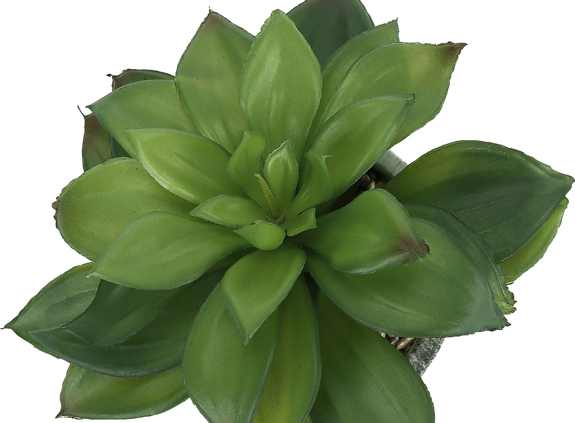 Reordan Green Artificial Succulent Plant, Set of 2 - Image 5