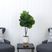Rolison Green Tree with Planter