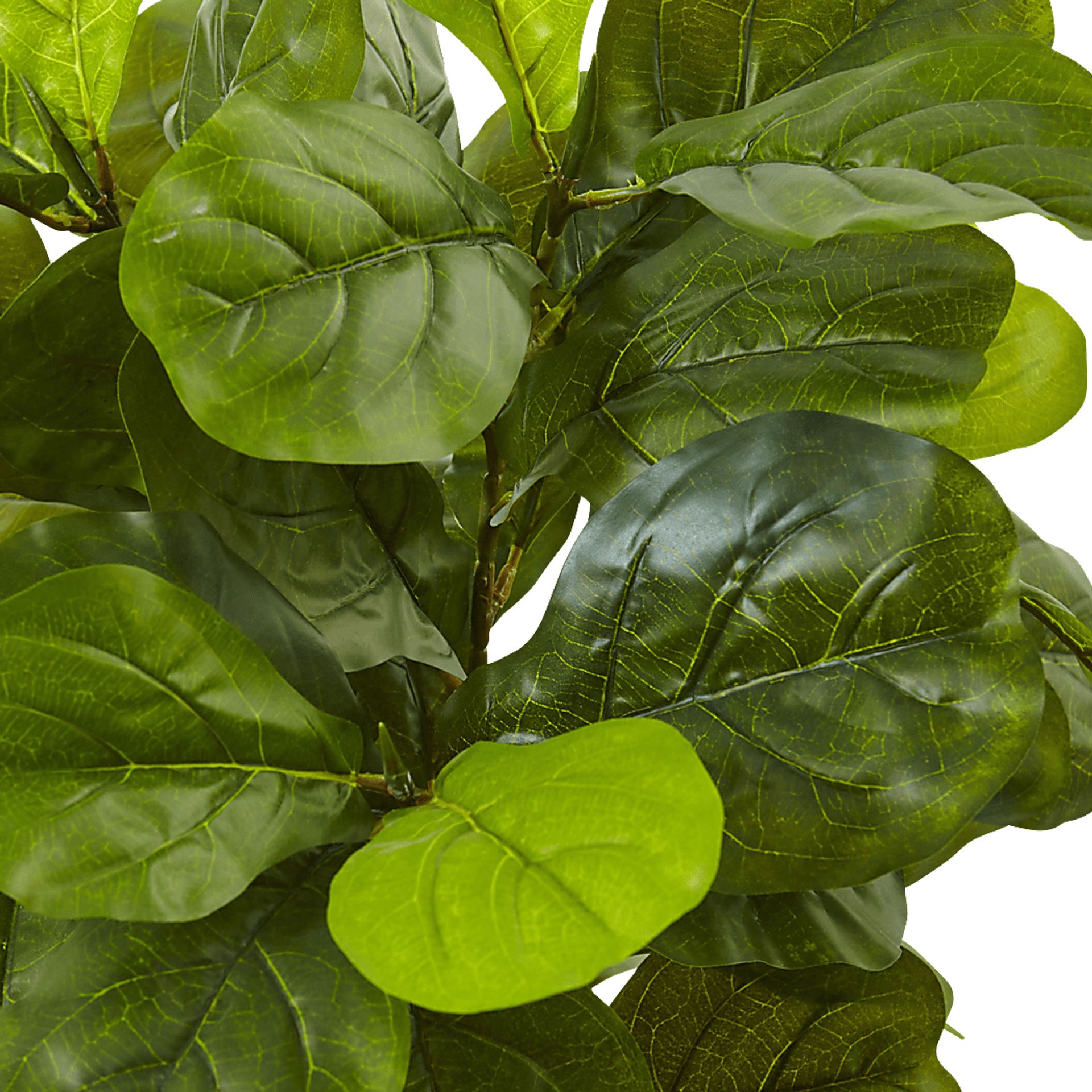 Saira Green Fiddle Leaf Silk Tree - Image 2
