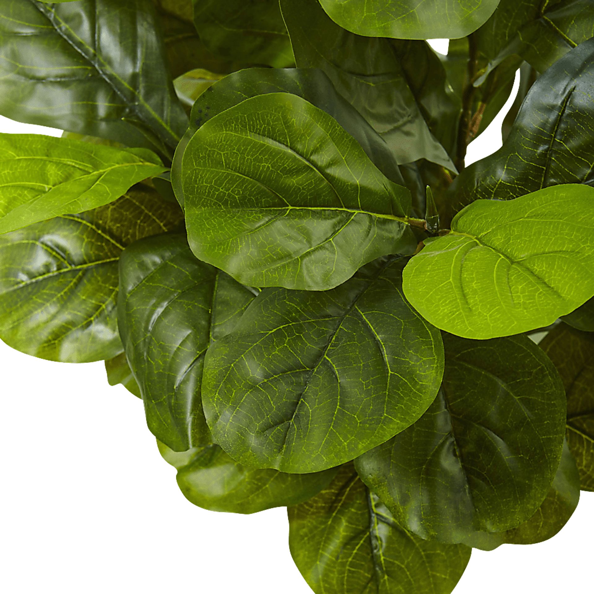 Saira Green Fiddle Leaf Silk Tree - Image 3