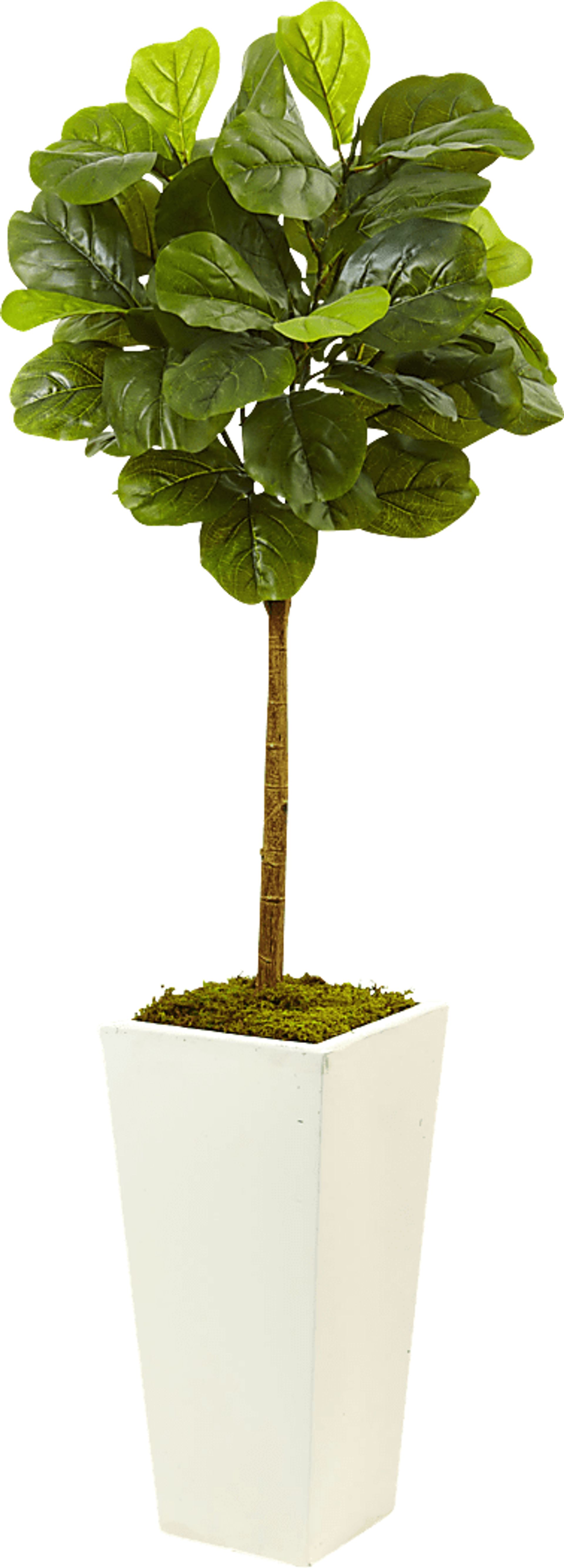 Saira Green Fiddle Leaf Silk Tree - Image 1