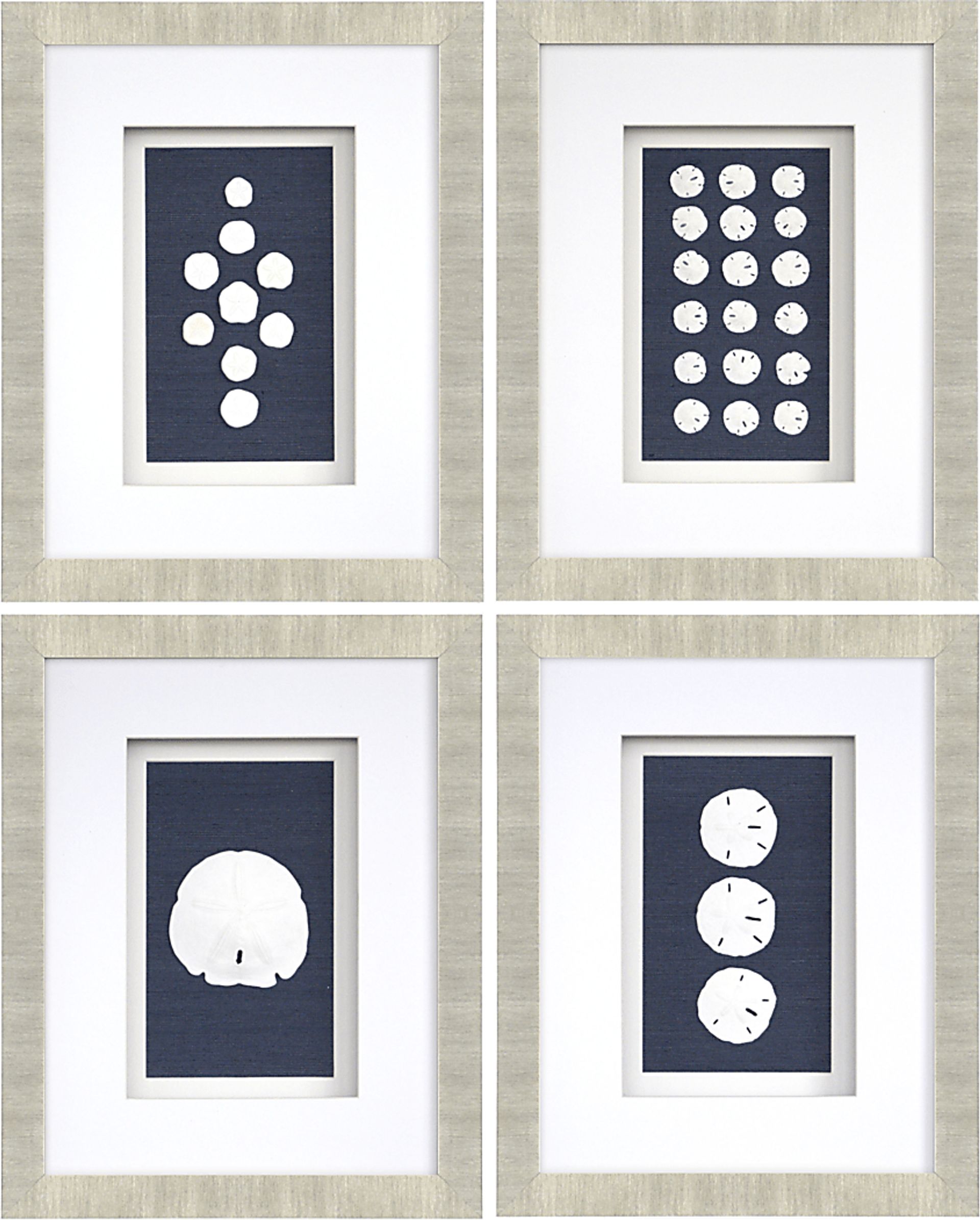 Sand Dollars Set of 4 Artwork - Image 1