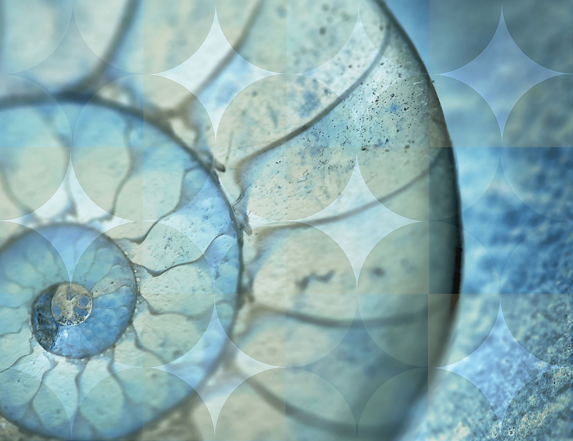Seashell Gleam Blue Artwork - Image 1