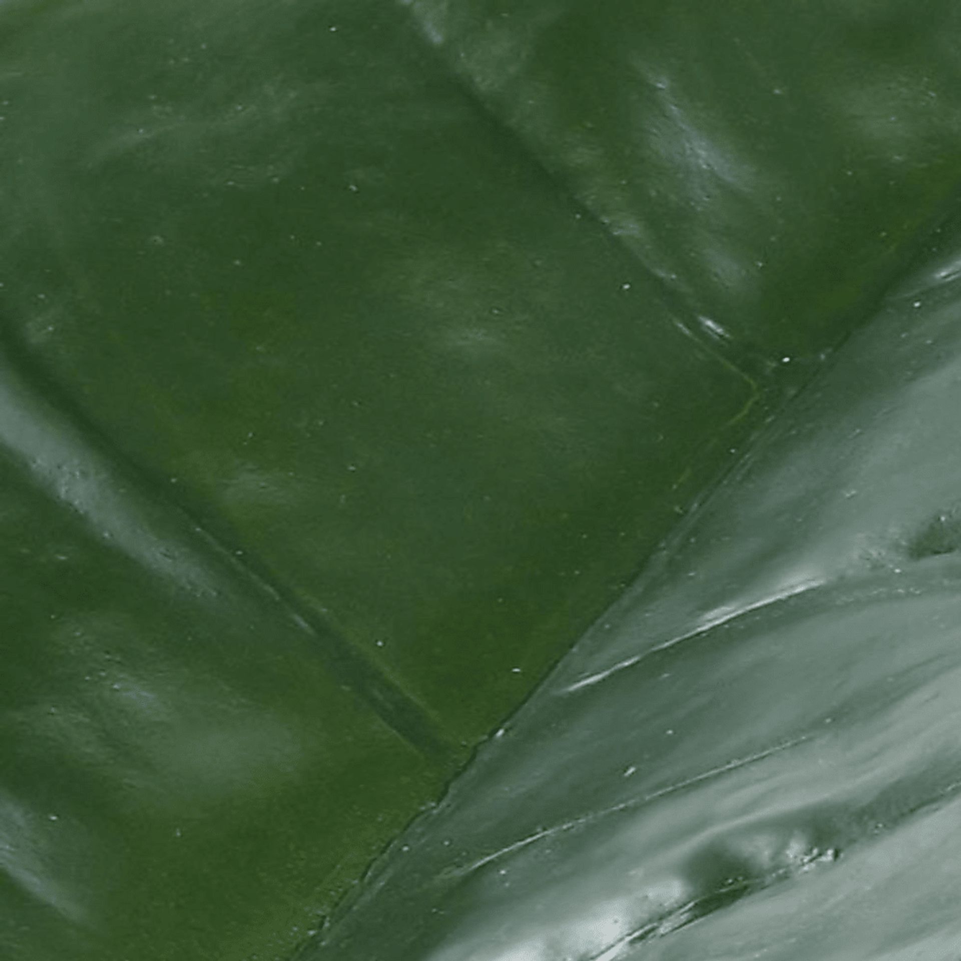 Sereya Green Silk Plant - Image 4