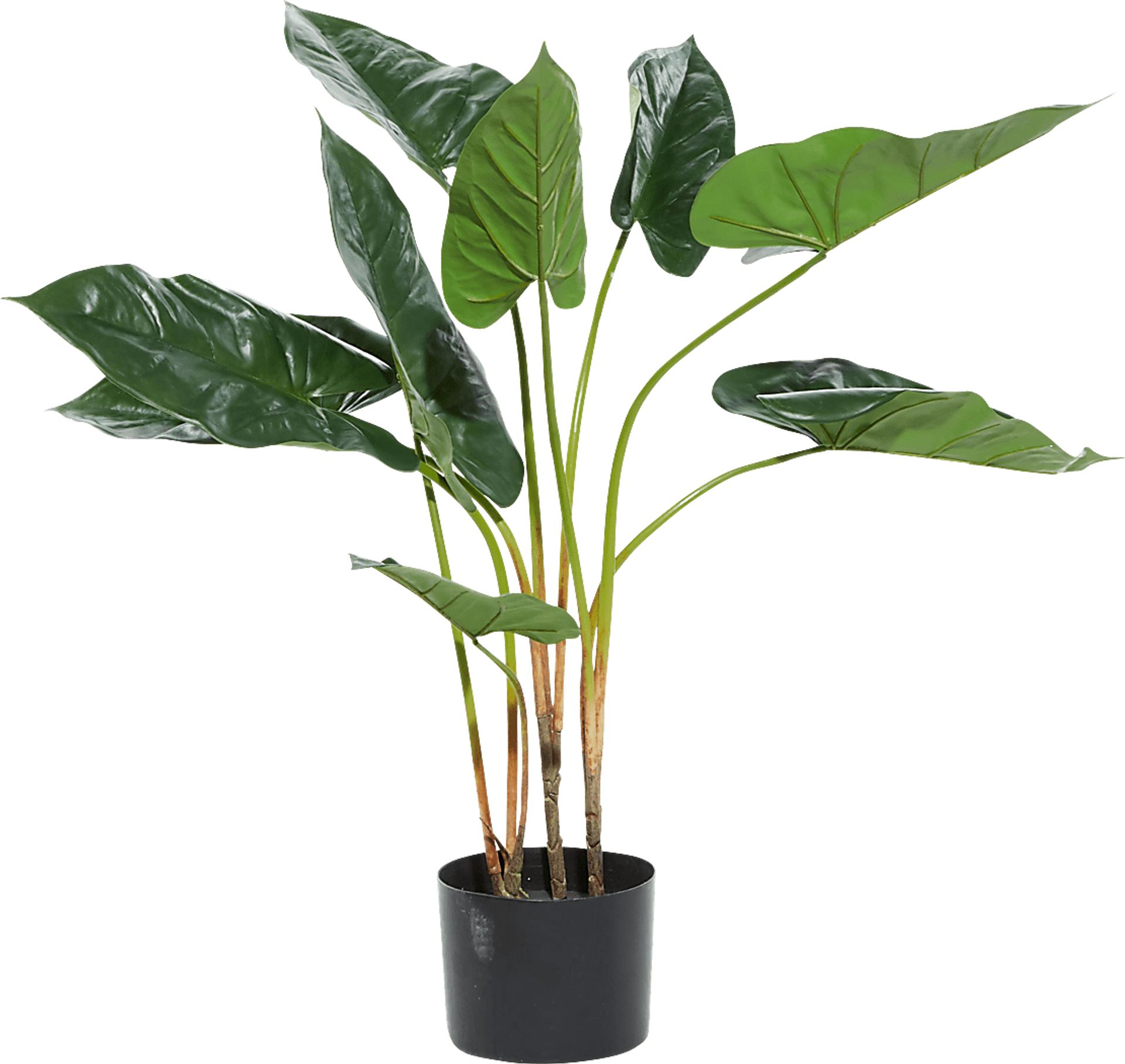 Sereya Green Silk Plant - Image 5
