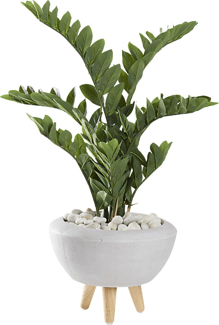 Sicomoro White Silk Plant