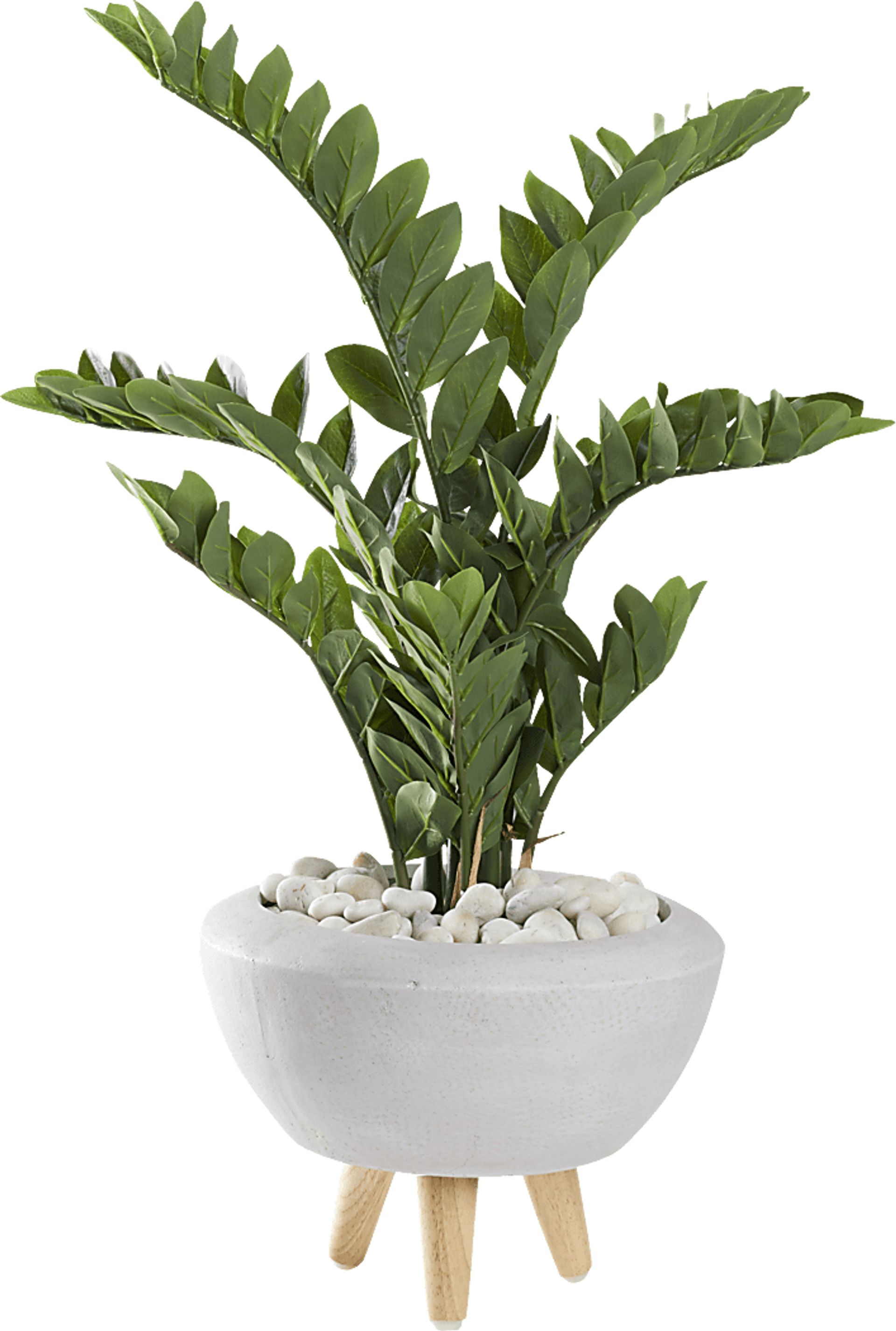 Sicomoro White Silk Plant - Image 1