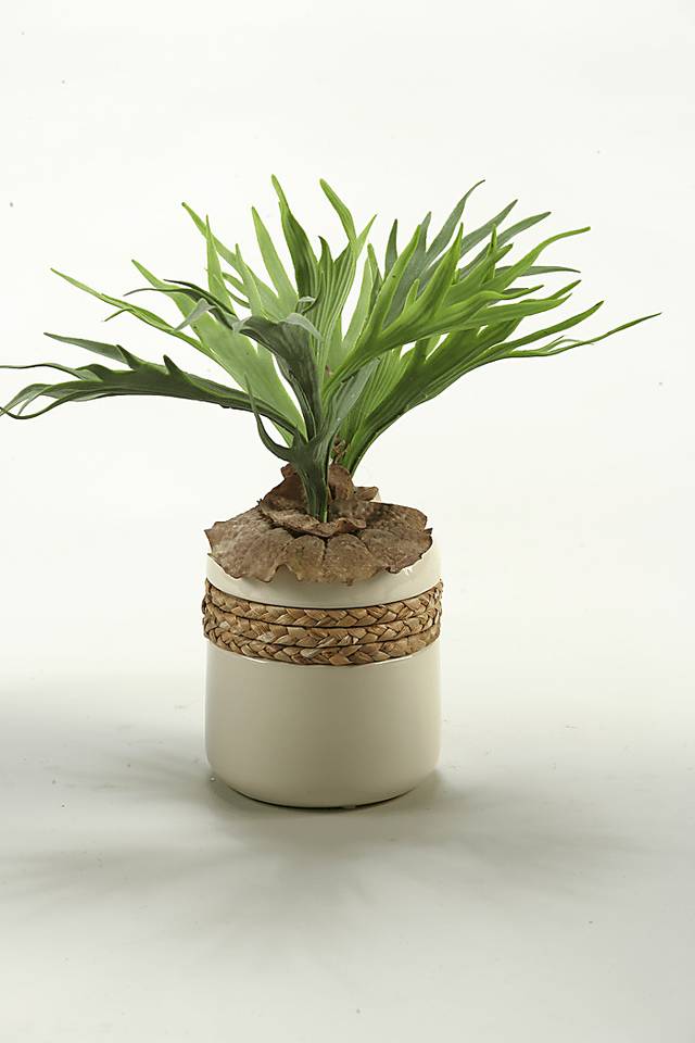 Staghorn Fern in Ceramic Planter - Thumbnail - Image 1