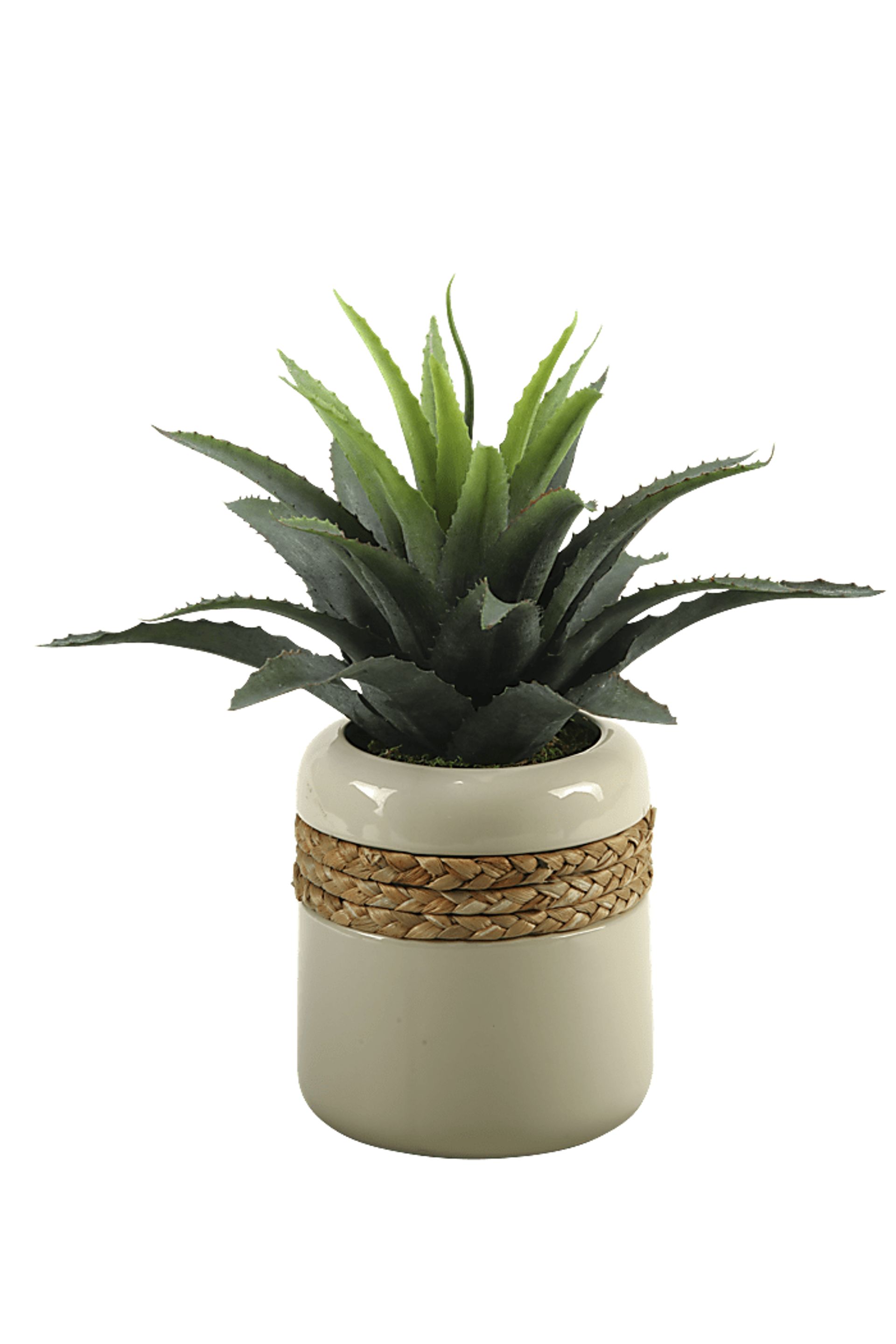 Star Succulent in Ceramic Planter - Image 1
