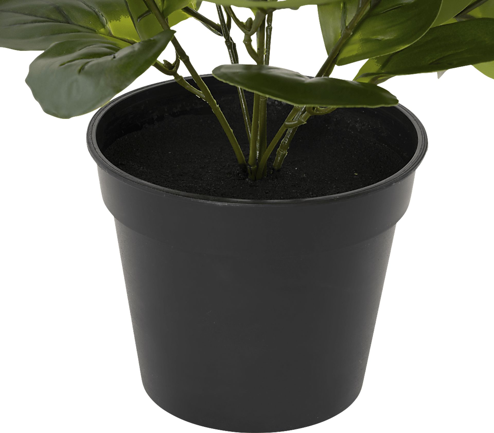 Sunpaw Green Silk Plant - Image 2
