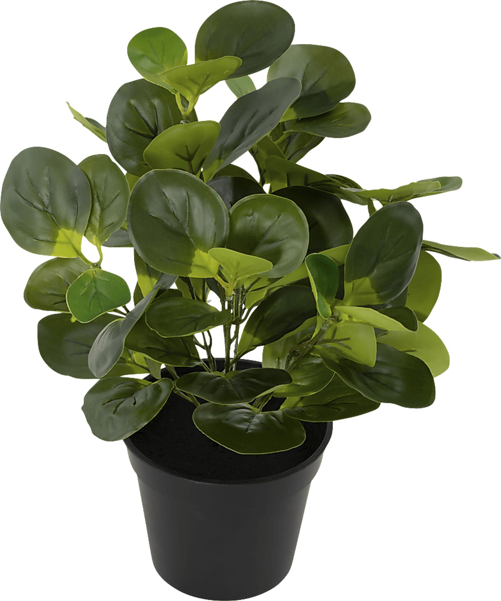 Sunpaw Green Silk Plant - Image 3