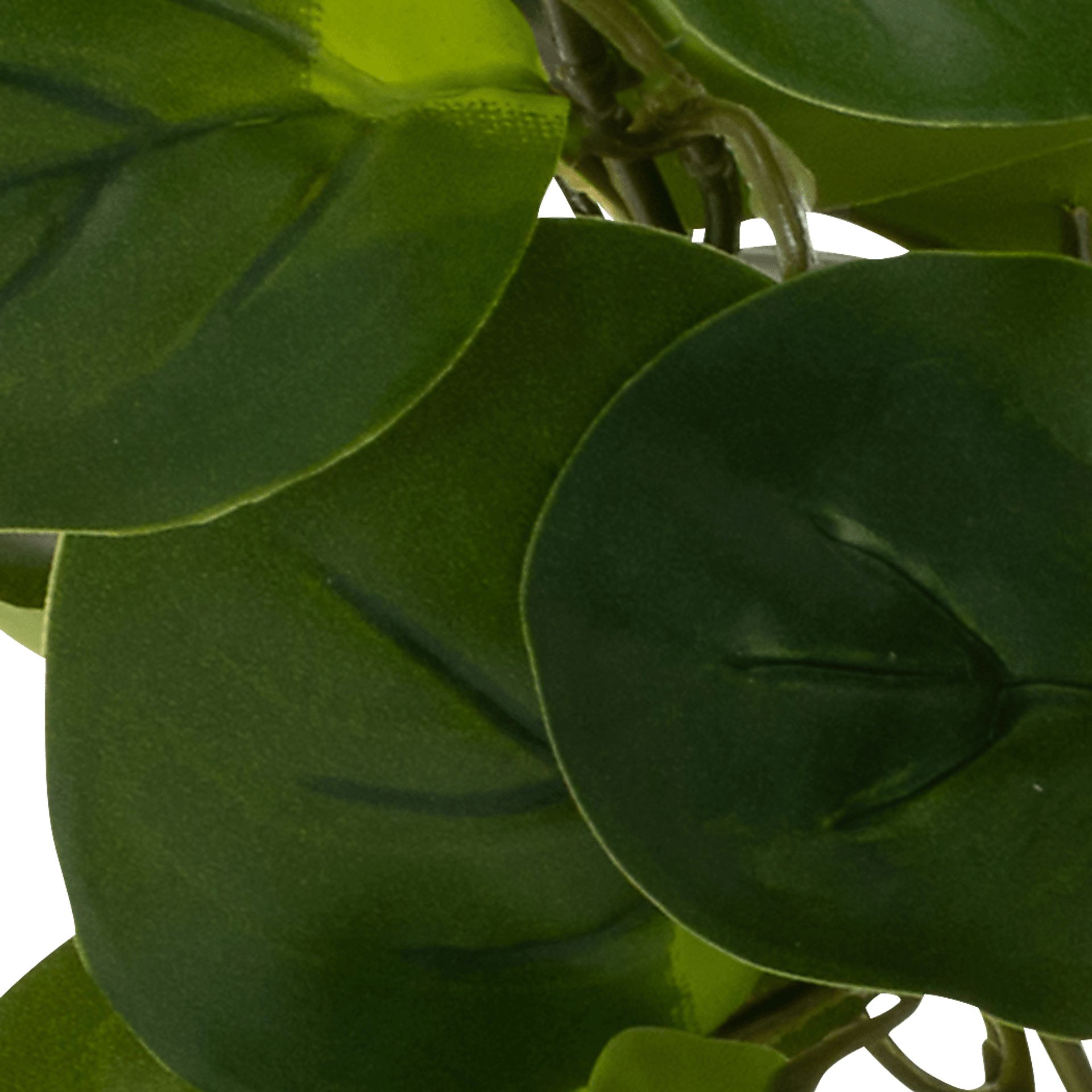 Sunpaw Green Silk Plant - Image 4