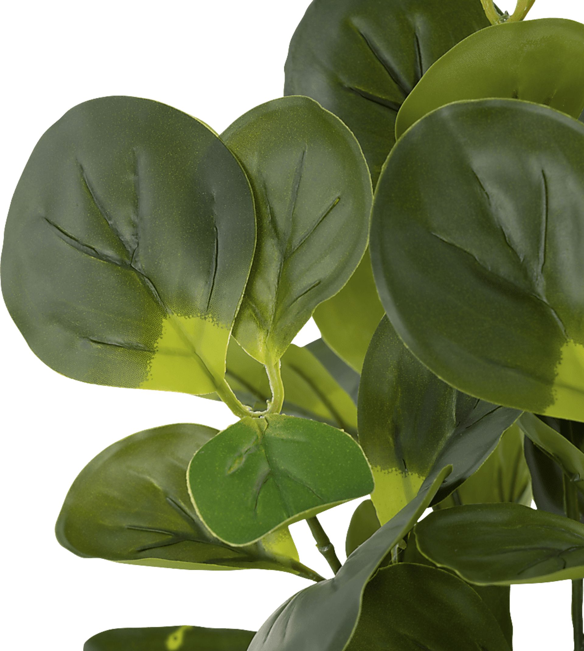 Sunpaw Green Silk Plant - Image 5
