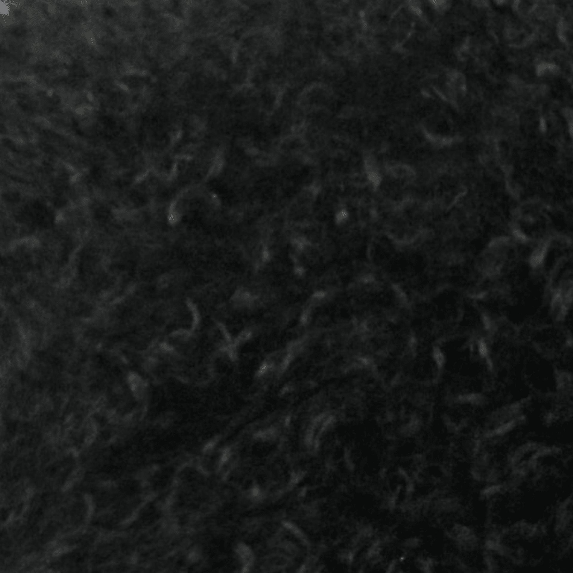 Tabella II Black Pillow - Image 2