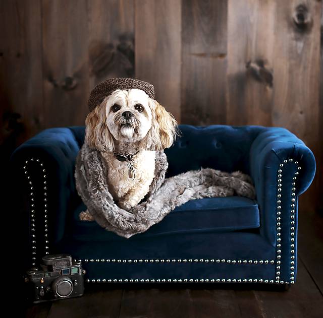 Terrier Navy Pet Bed - Thumbnail - Image 2