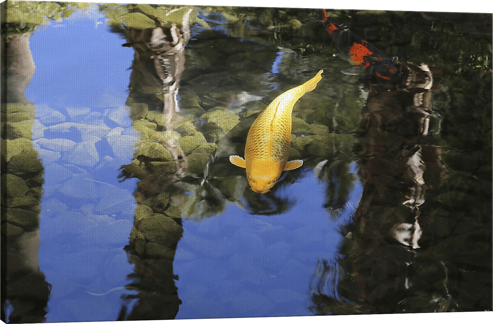 The Coyo Multi Artwork - Image 3