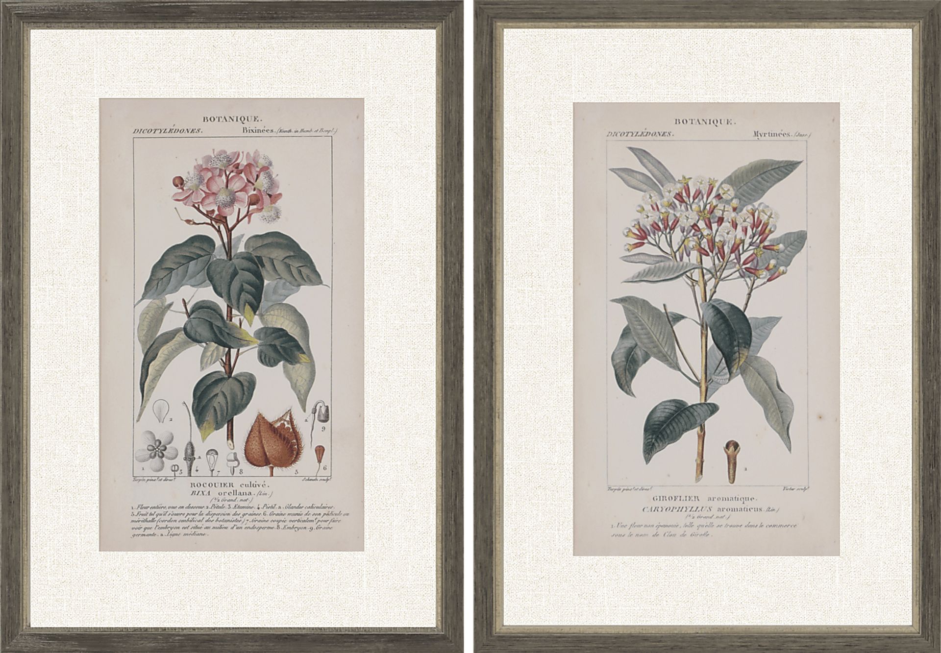 Traditional Botanique I Set of 2 Artwork - Image 1