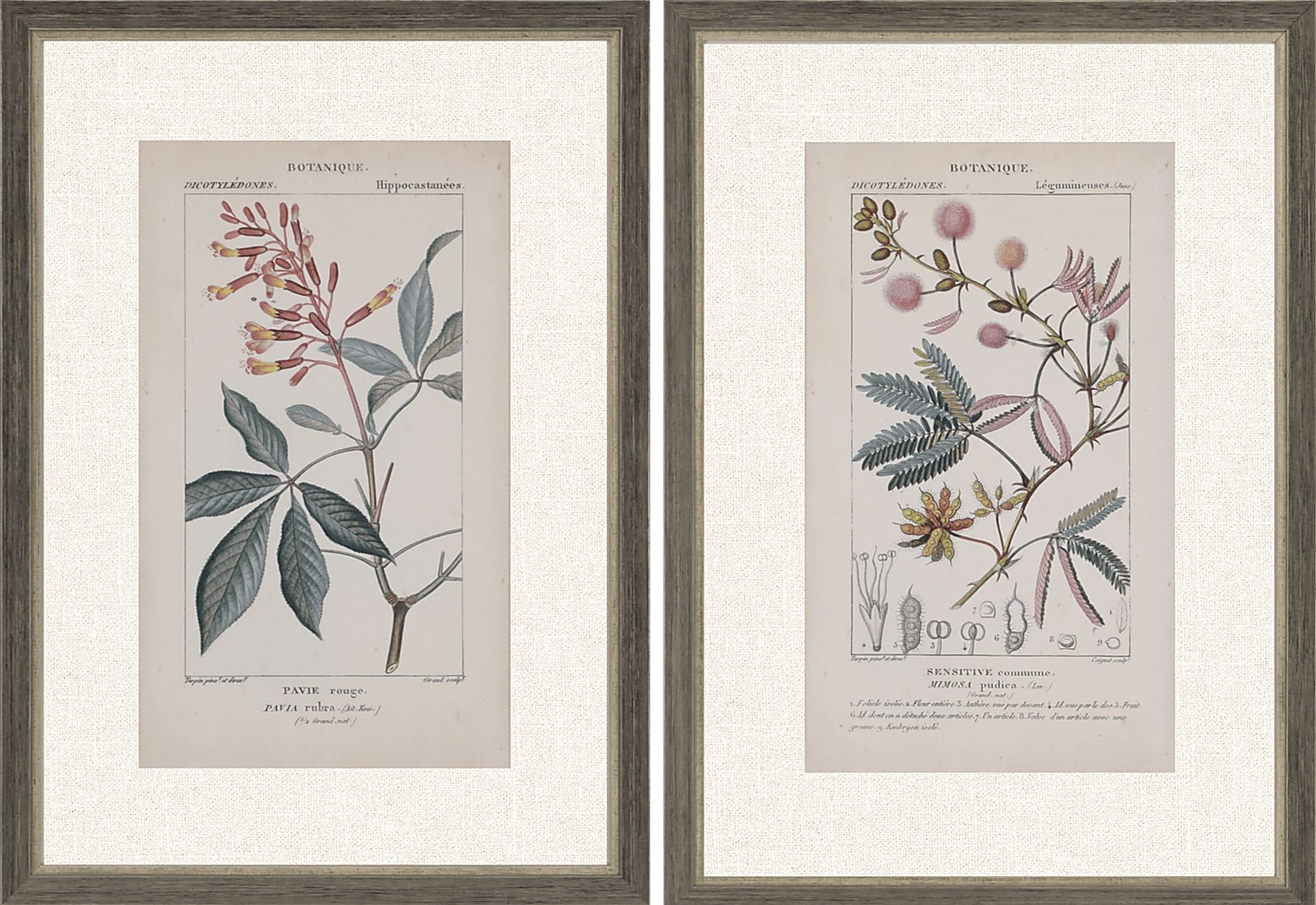 Traditional Botanique II Set of 2 Artwork - Image 1