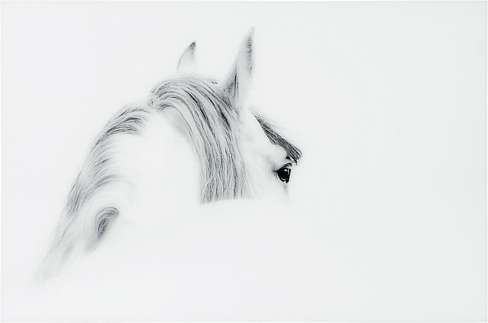 Winter Stare Artwork