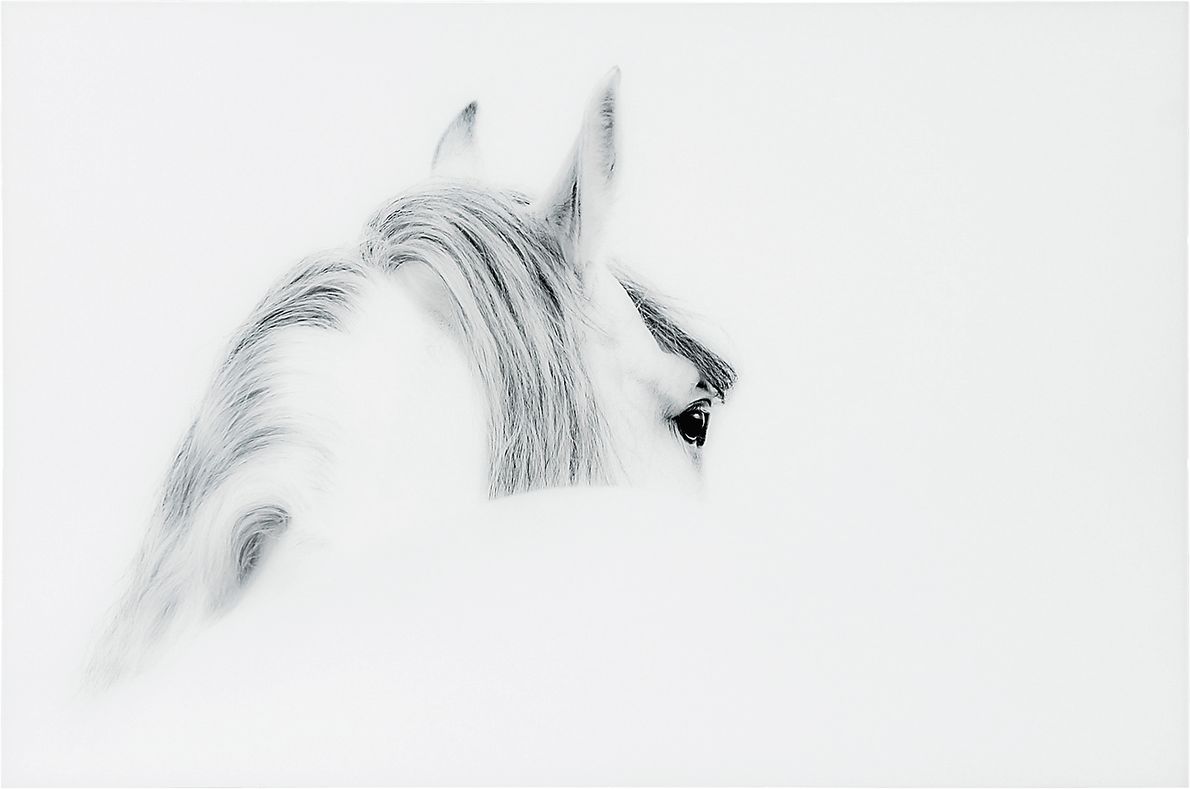 Winter Stare Artwork - Rooms To Go