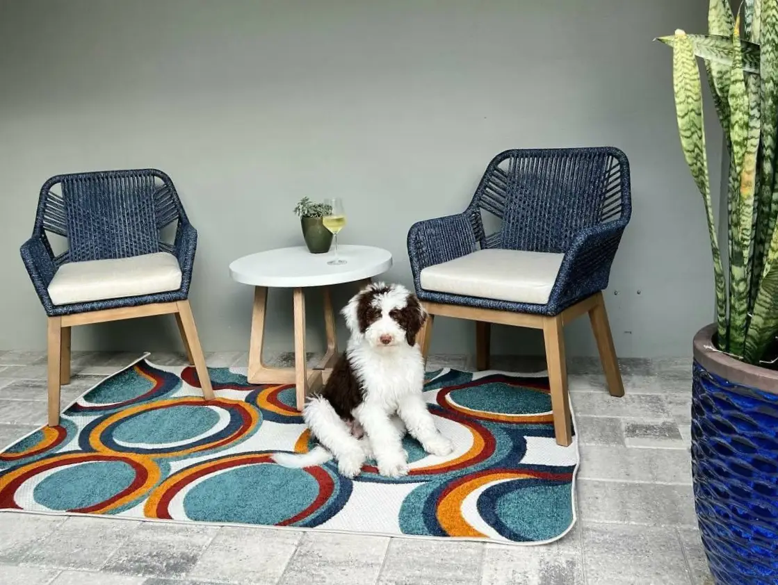 1-12 small patio with dog .png