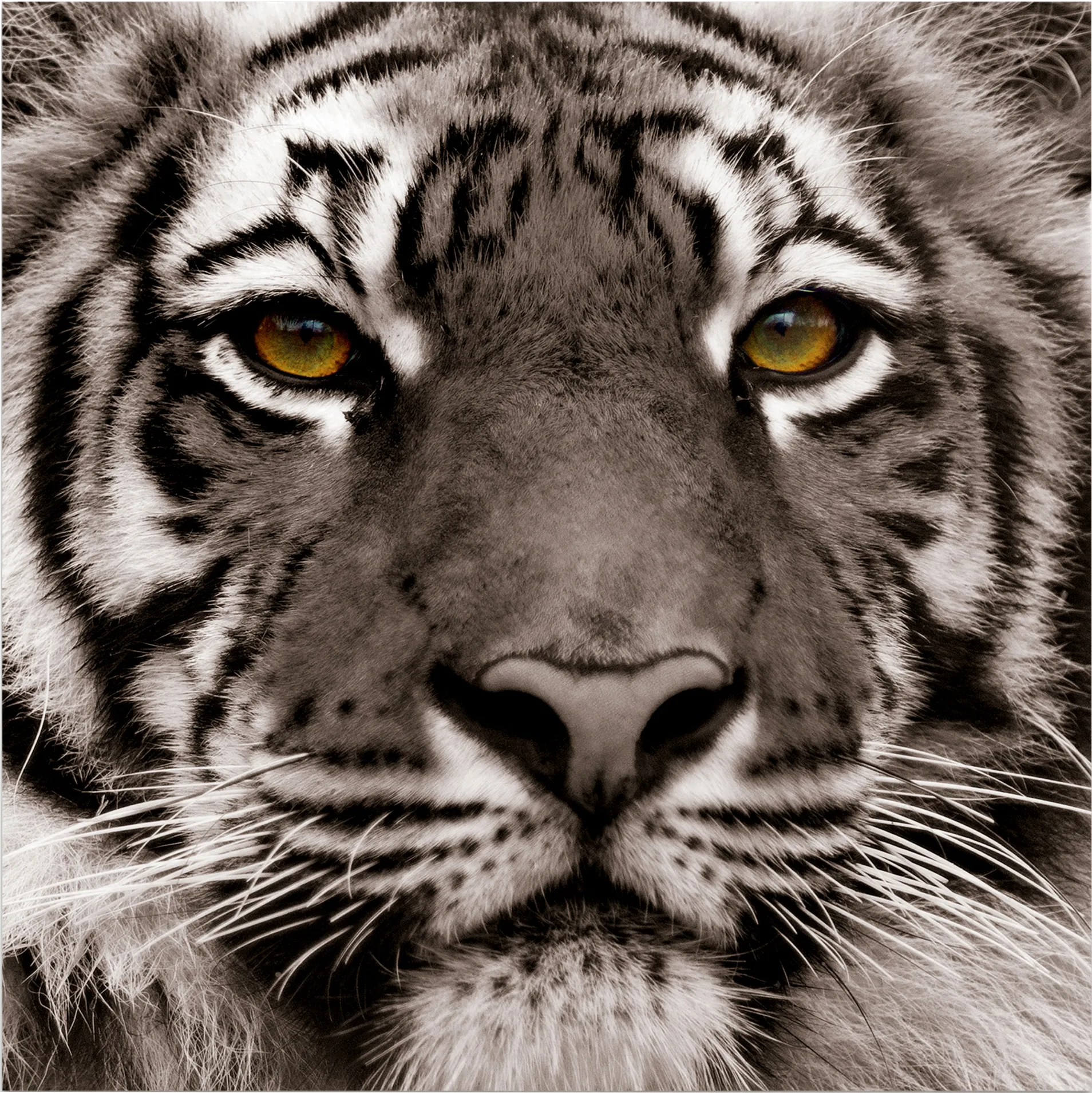 Fierce Look Artwork - Image 1