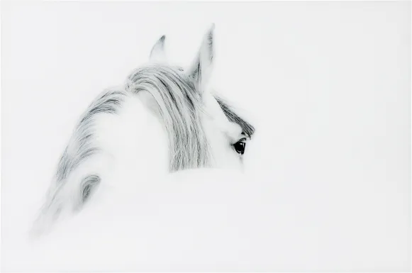 Winter Stare Artwork